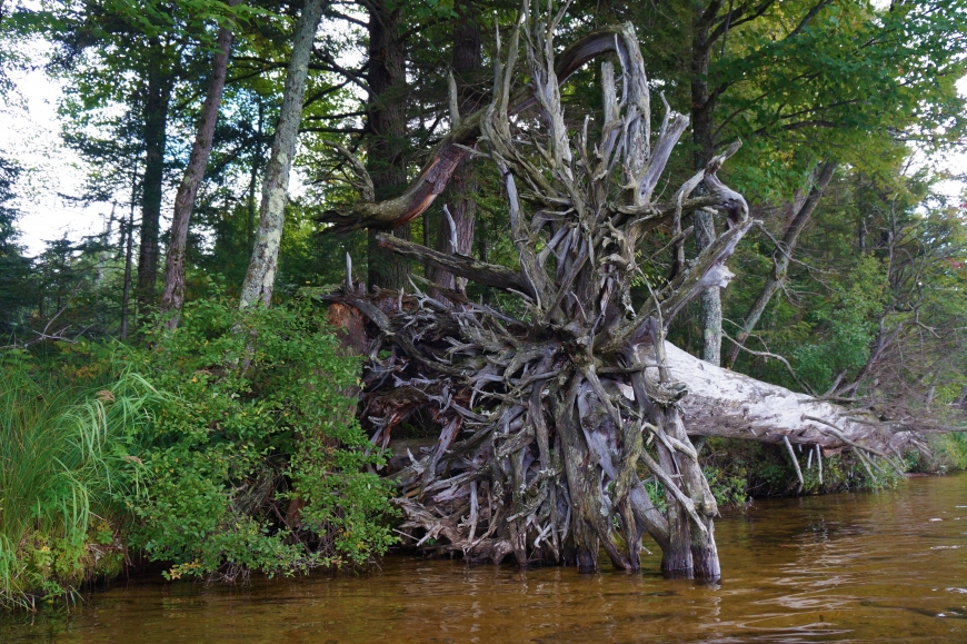 Horseshoe Lake Paddle Nature Up North